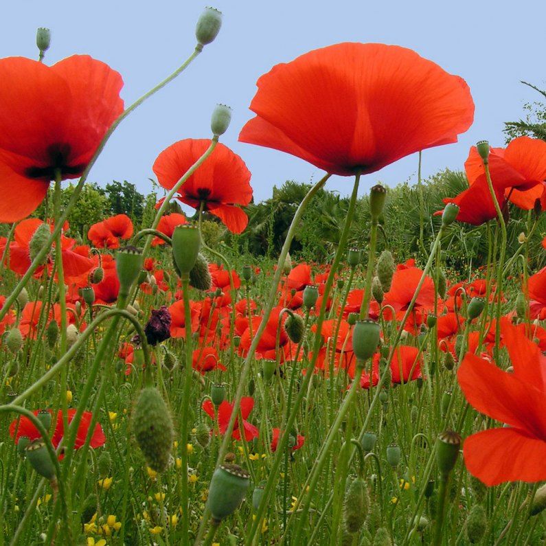 photo-paysage-cliquer-sur-l-image-pour-fermer-cette-vue